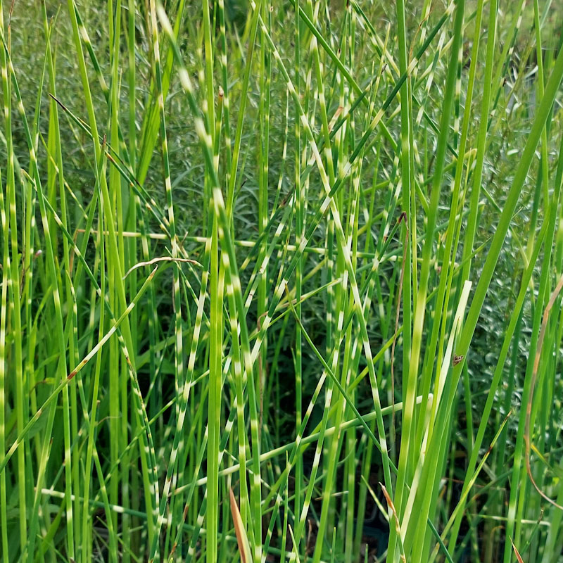 Schoenoplectus lacustris 'Zebrinus'