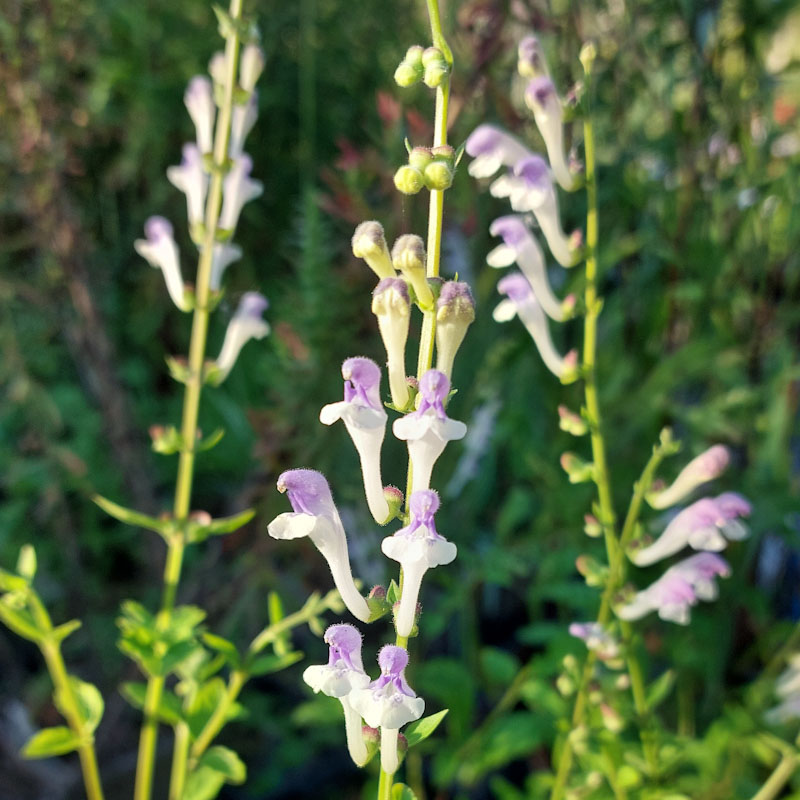 Scutellaria tournefortii