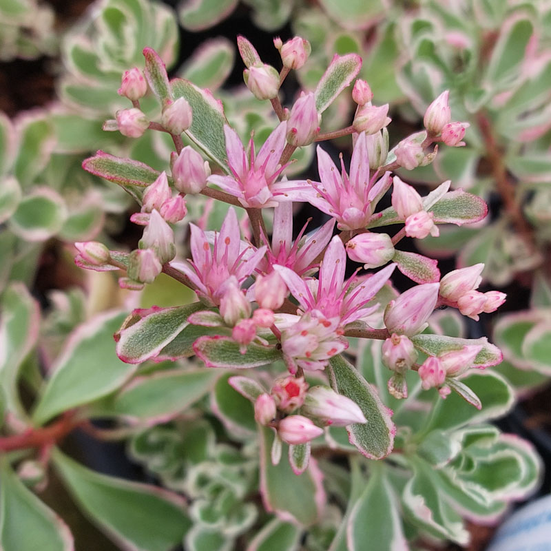 Sedum spurium 'Tricolor'