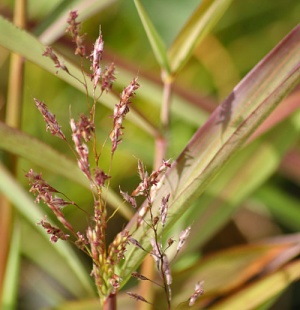 Spodiopogon sibiricus