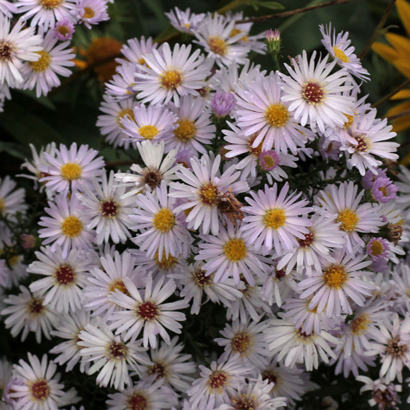 Symphyotrichum 'Anja's Choice'