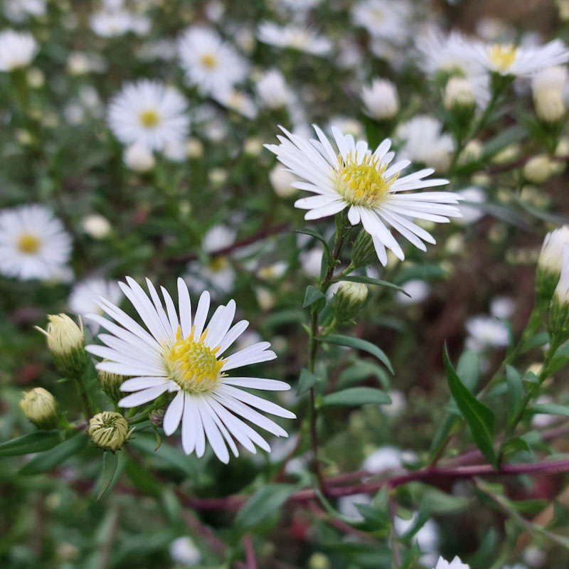 Symphyotrichum laeve 'White Climax'