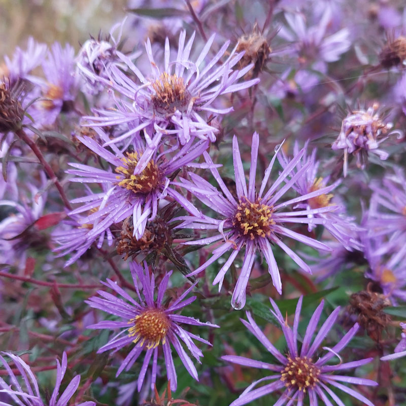 Symphyotrichum novae-angliae ex Piney Fork