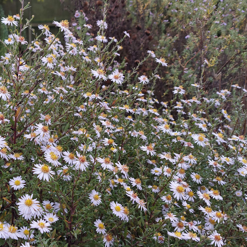 Symphyotrichum 'Oktoberkaskade'