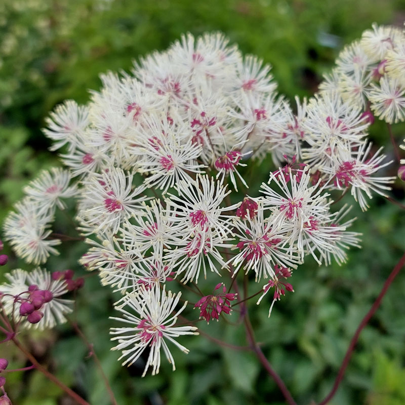 Thalictrum aquilegifolium var sibiricum MCW109