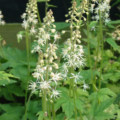 Tiarella cordifolia 'Slick Rock'