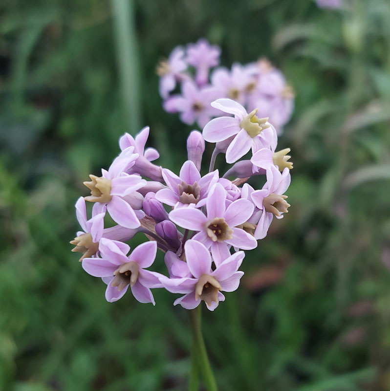 Tulbaghia capensis x natalensis